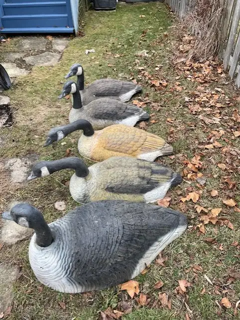 Canada Goose 36 inch Shell Decoys ( 5 in total) - Photo 5