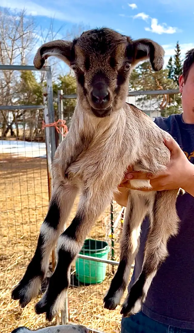 Registerable Alpine bottle buckling