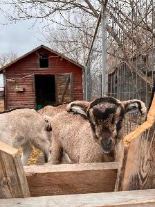 Registerable Alpine bottle buckling - Photo 2