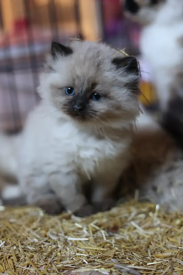 Sweet, well-socialized kittens