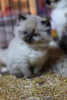 Sweet, well-socialized kittens