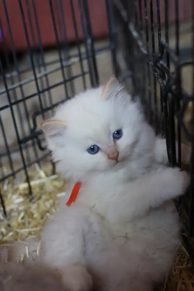 Sweet, well-socialized kittens - Photo 2