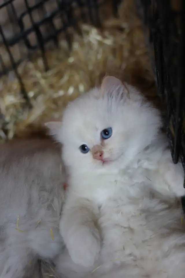 Sweet, well-socialized kittens - Photo 3