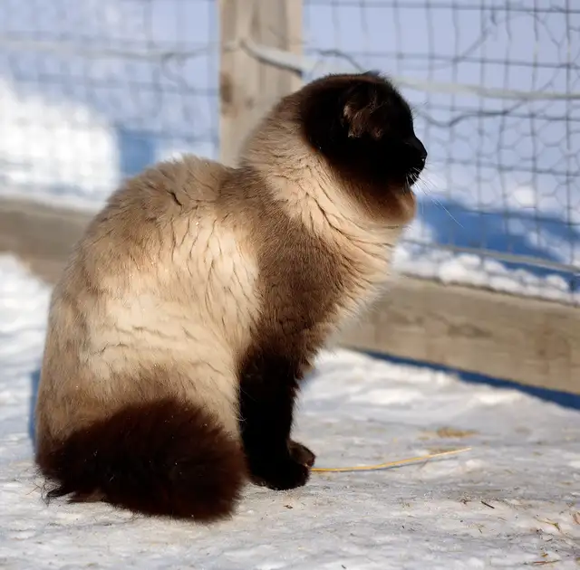 Sweet, well-socialized kittens - Photo 4