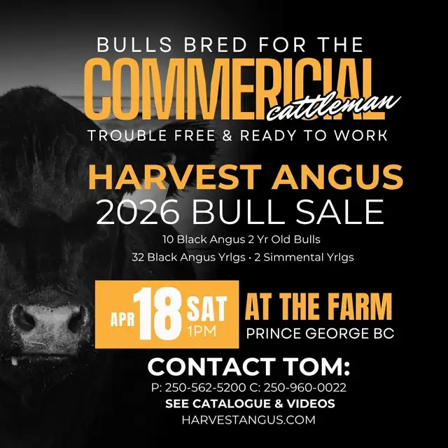2026 Harvest Angus Bull Sale