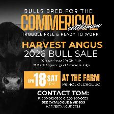 2026 Harvest Angus Bull Sale