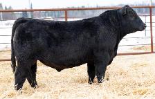 2026 Harvest Angus Bull Sale - Photo 2