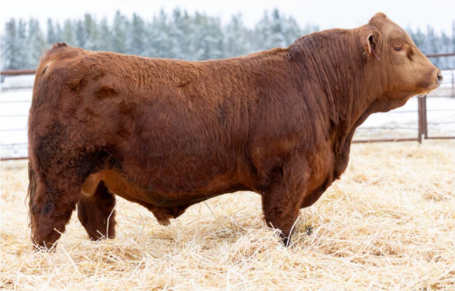 2026 Harvest Angus Bull Sale - Photo 3