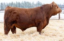 2026 Harvest Angus Bull Sale - Photo 3