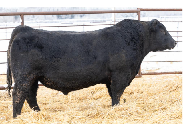 2026 Harvest Angus Bull Sale - Photo 4