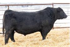 2026 Harvest Angus Bull Sale - Photo 4