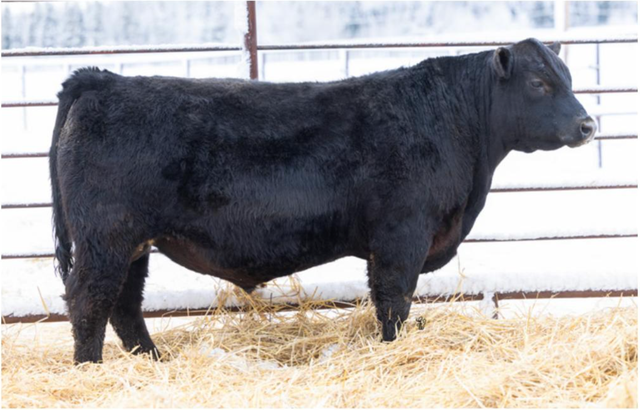 2026 Harvest Angus Bull Sale - Photo 5