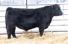 2026 Harvest Angus Bull Sale - Photo 5
