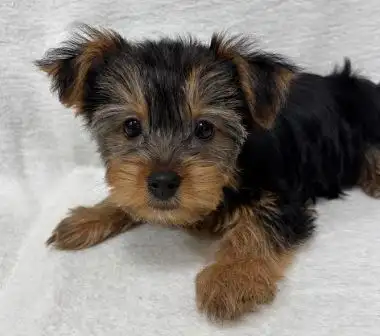 Black and Tan Yorkshire Terrier puppies
