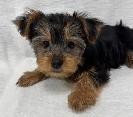 Black and Tan Yorkshire Terrier puppies