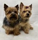 Black and Tan Yorkshire Terrier puppies - Photo 2