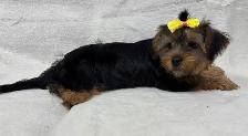 Black and Tan Yorkshire Terrier puppies - Photo 3