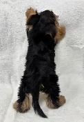 Black and Tan Yorkshire Terrier puppies - Photo 4