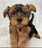 Black and Tan Yorkshire Terrier puppies - Photo 5