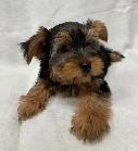 Black and Tan Yorkshire Terrier puppies - Photo 6