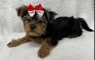Black and Tan Yorkshire Terrier puppies - Photo 7