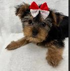 Black and Tan Yorkshire Terrier puppies - Photo 8