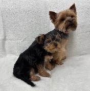 Black and Tan Yorkshire Terrier puppies - Photo 9