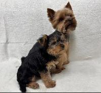 Black and Tan Yorkshire Terrier puppies - Photo 10
