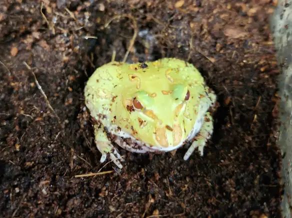 grenouille pac man/cornu albinos