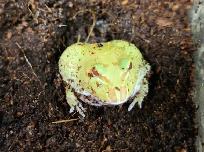 grenouille pac man/cornu albinos