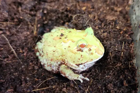 grenouille pac man/cornu albinos - Photo 2