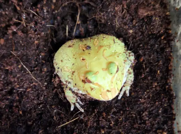 grenouille pac man/cornu albinos - Photo 3