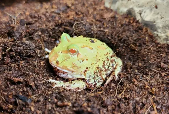 grenouille pac man/cornu albinos - Photo 4