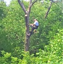 Arborist Groundman (Full-time) needed. - Photo 2
