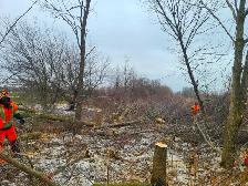 Arborist Groundman (Full-time) needed. - Photo 4