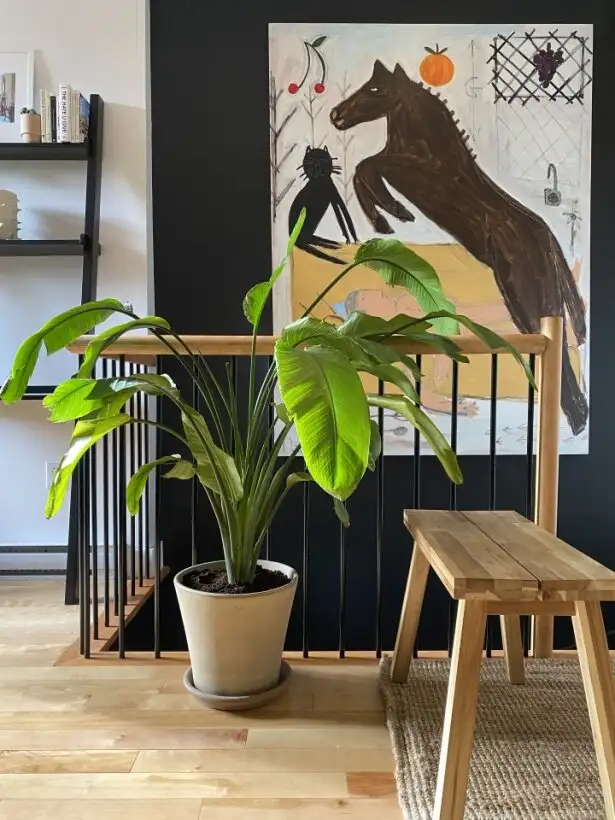 MAGNIFIQUE & GRAND 3 1/2 PRÈS MÉTRO PIE-IX 1395$ ÉLECTROS INCLUS