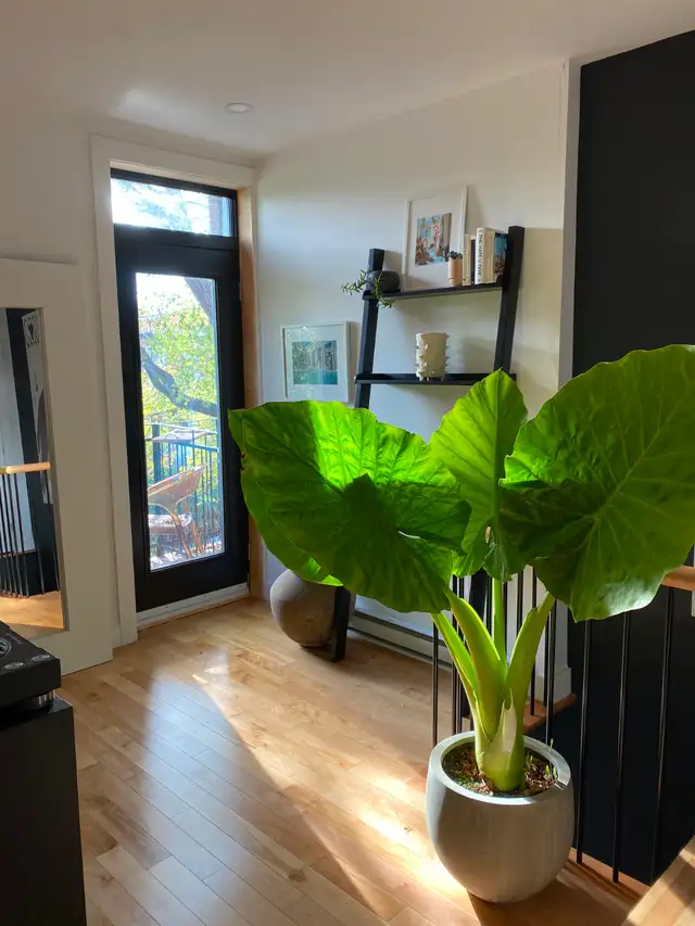 MAGNIFIQUE & GRAND 3 1/2 PRÈS MÉTRO PIE-IX 1395$ ÉLECTROS INCLUS - Photo 8