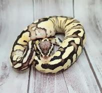 python royal enchi fire pastel