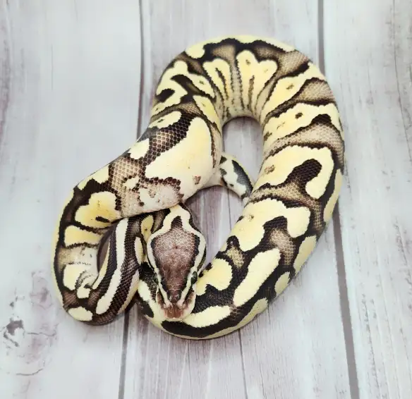 python royal enchi fire pastel - Photo 7