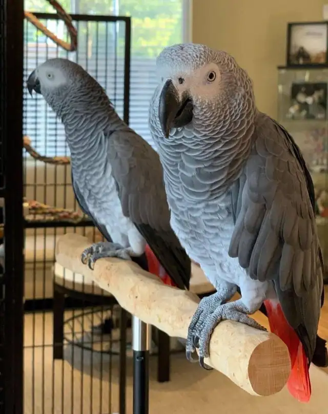 couples gris d'afrique a donner