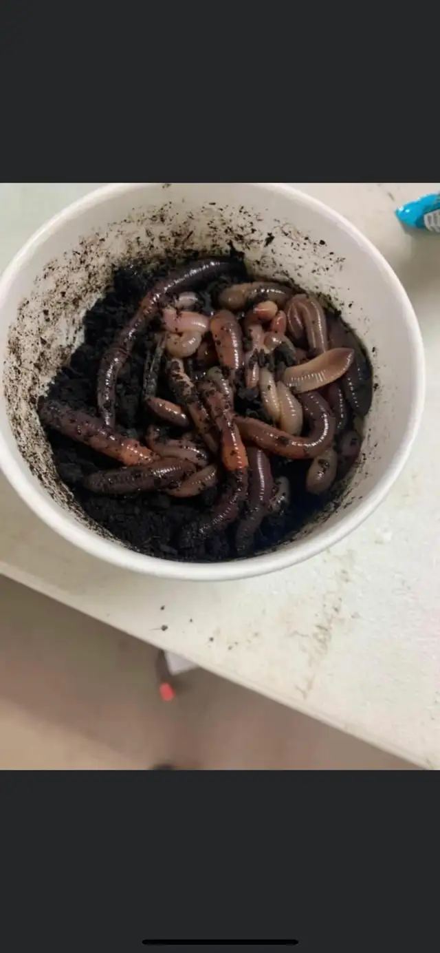 AnDrEW Worms - Photo 2