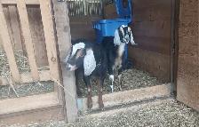 2 Registered Nubian Does For Sale