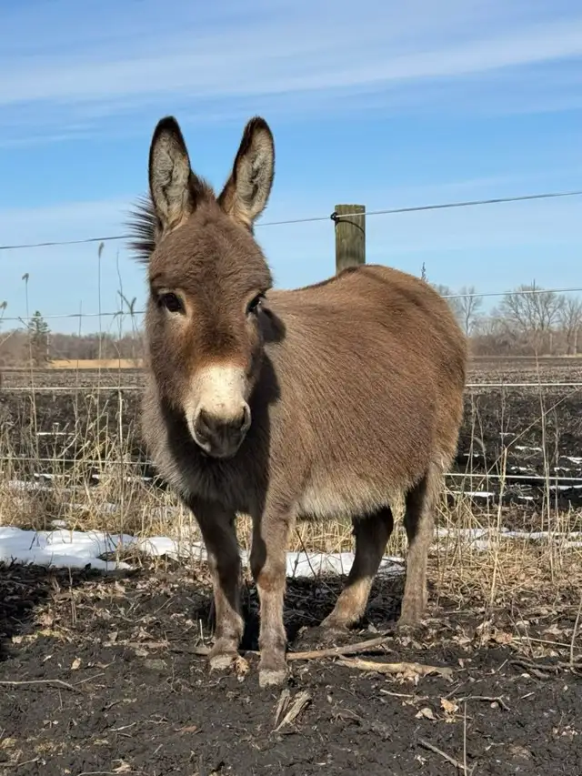 Donkey to give away
