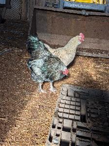 Roosters - Photo 5