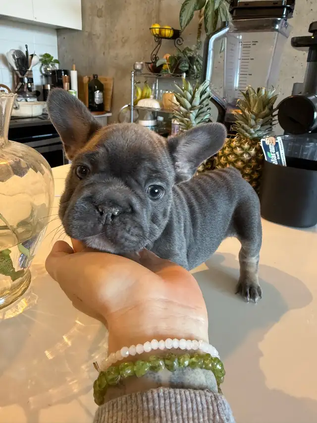 frenchie puppies