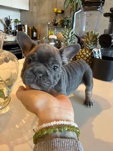 frenchie puppies