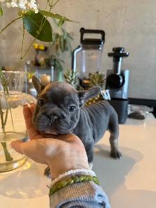 frenchie puppies - Photo 2