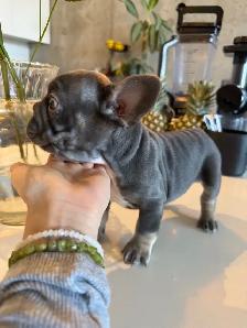 frenchie puppies - Photo 3