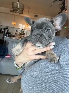 frenchie puppies - Photo 4