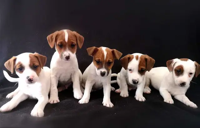 Chiots Jack Russell prêts à partir..ready !